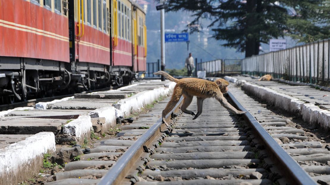 Shimla Local Sightseeing