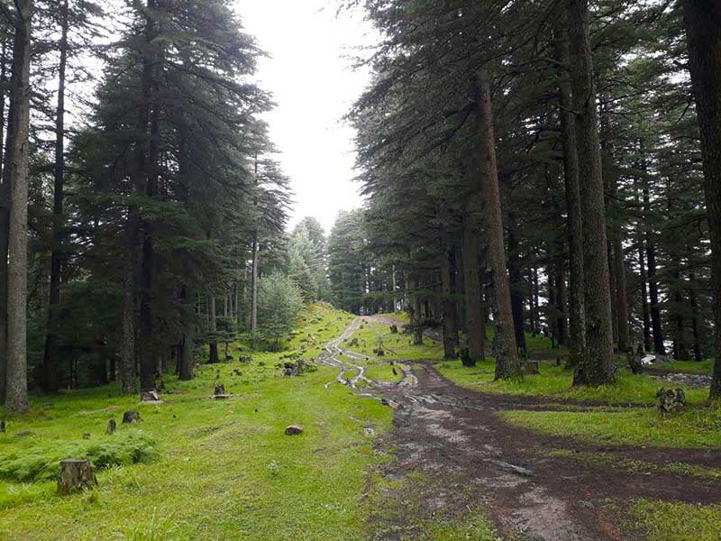 Day 1: Arrival at Patlikuhl – Transfer to Base Camp Hirni