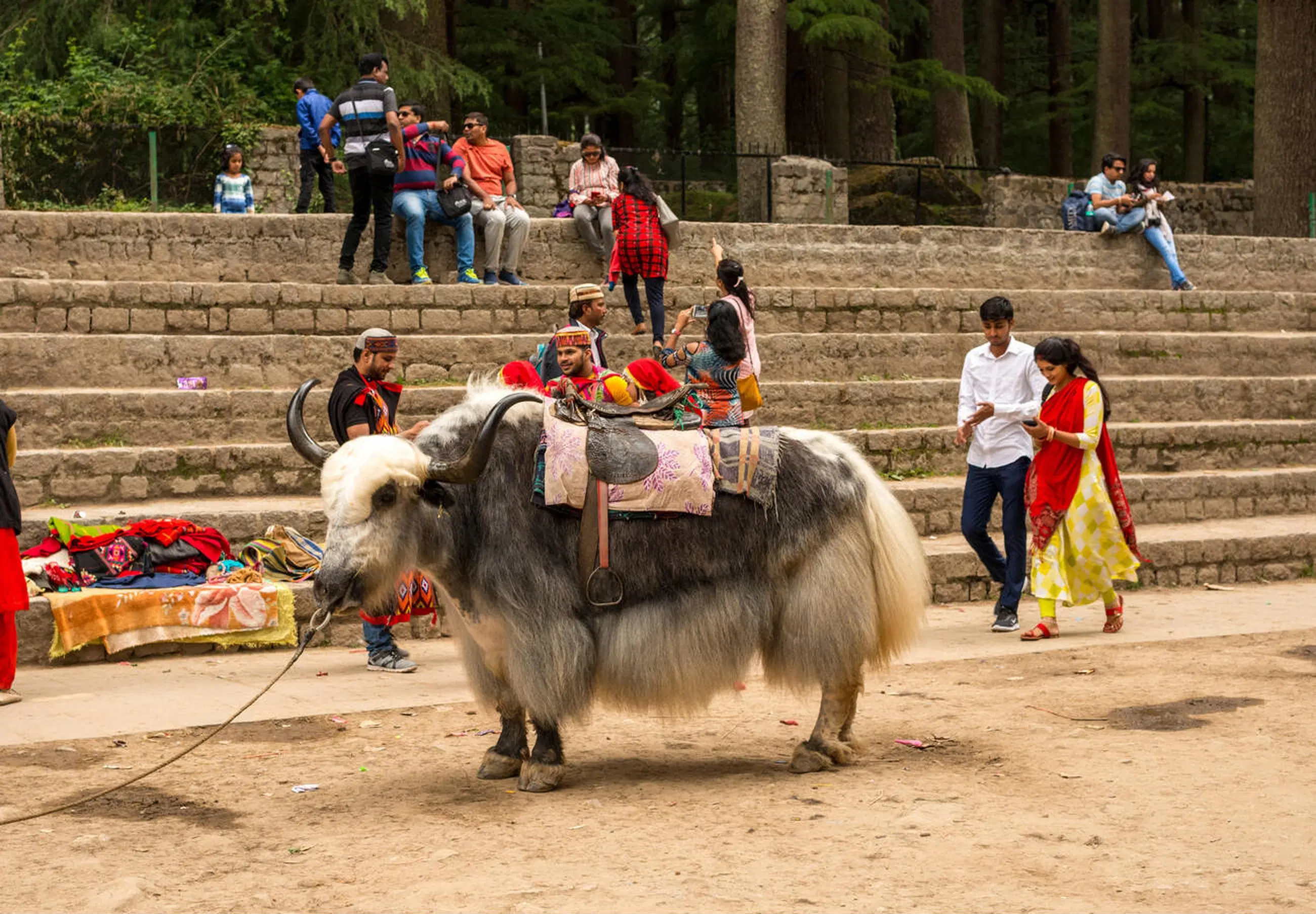 Yak Ride in Manali