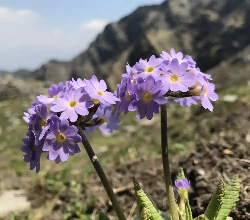Chanderkhani Pass Trek 5N 6D